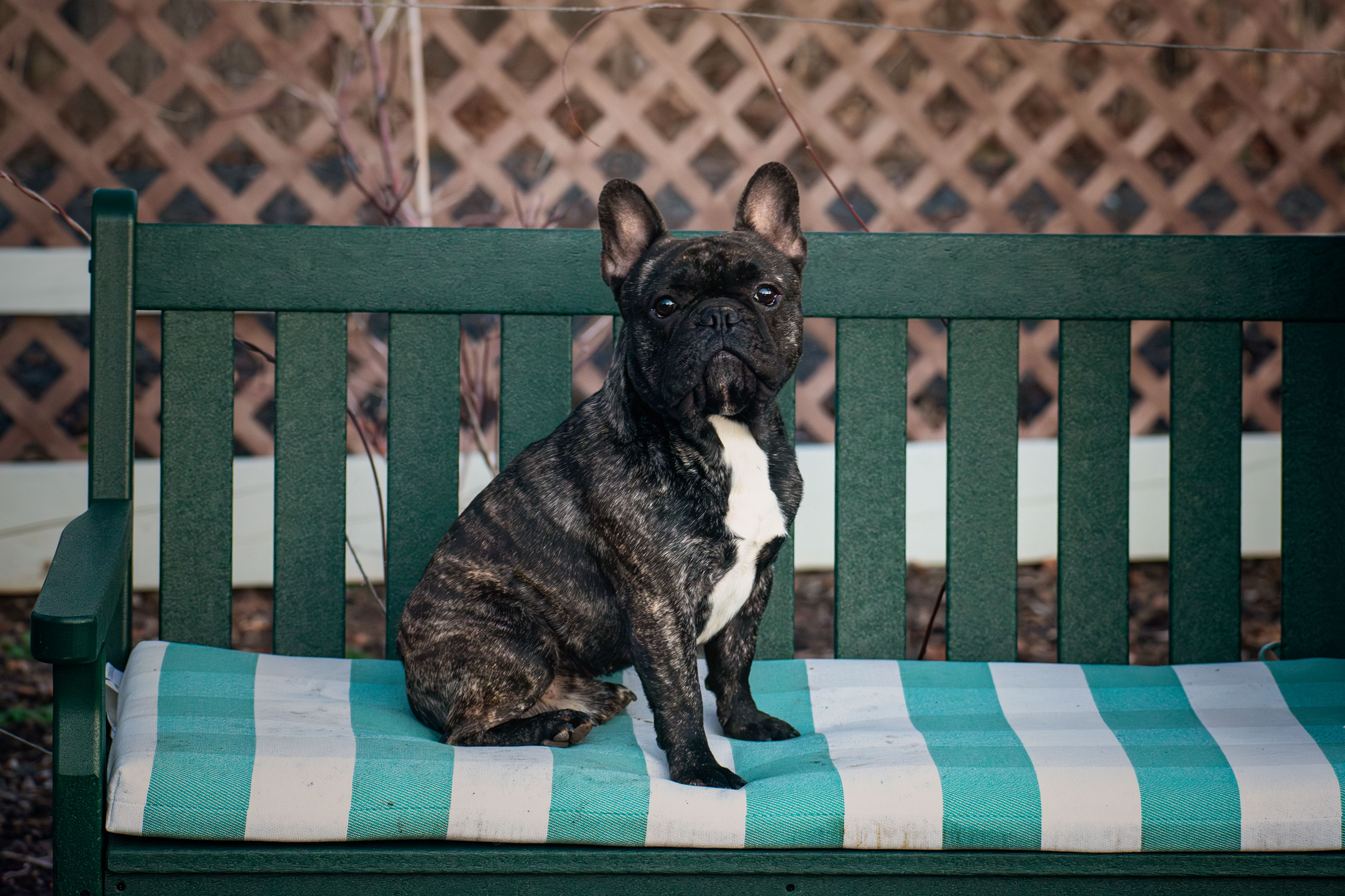Goblin sitting on a bench