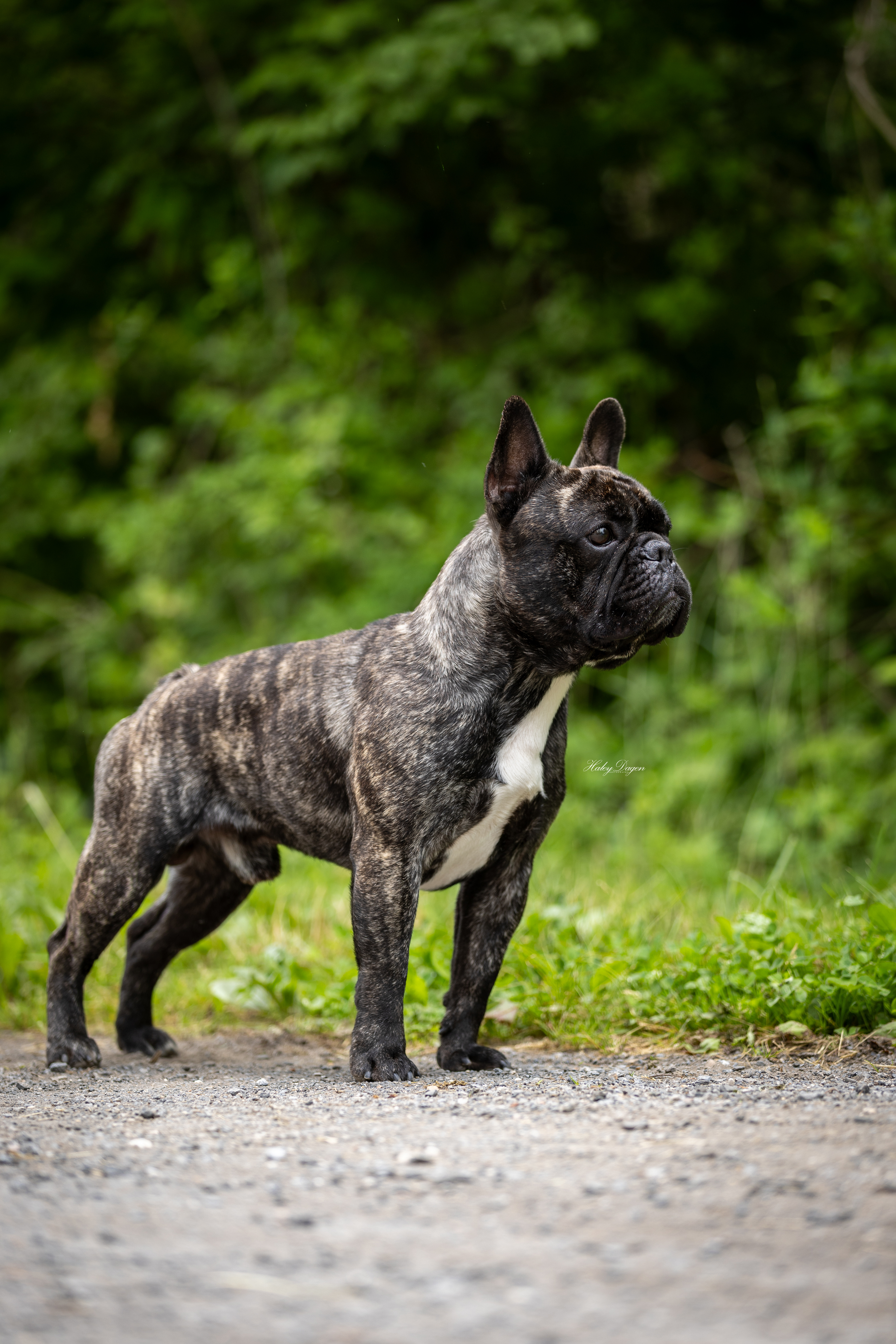 brindle French bulldog staring off while holding a stack
