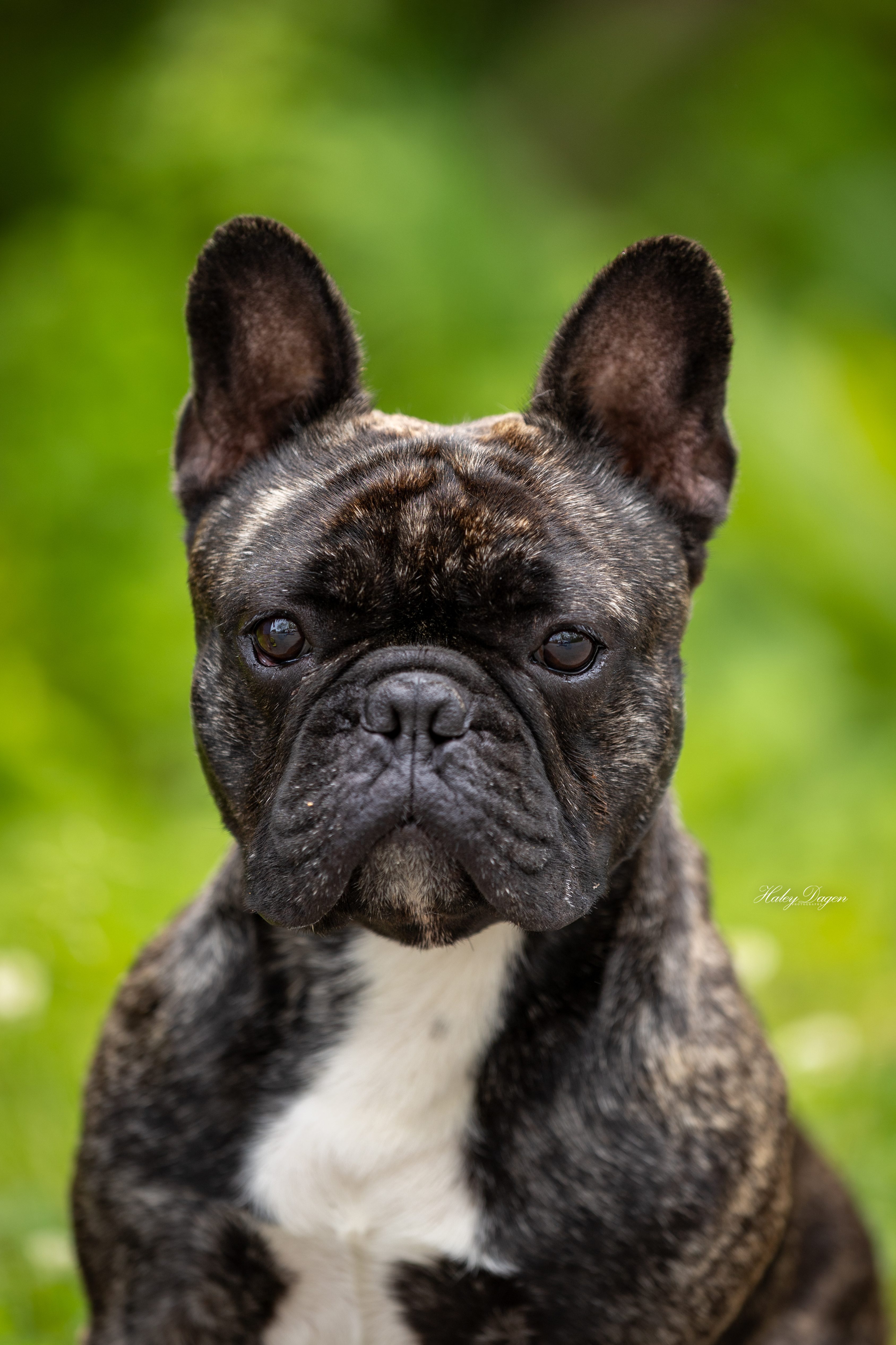 Headshot of Goblin
